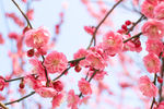 梅花