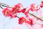 梅花