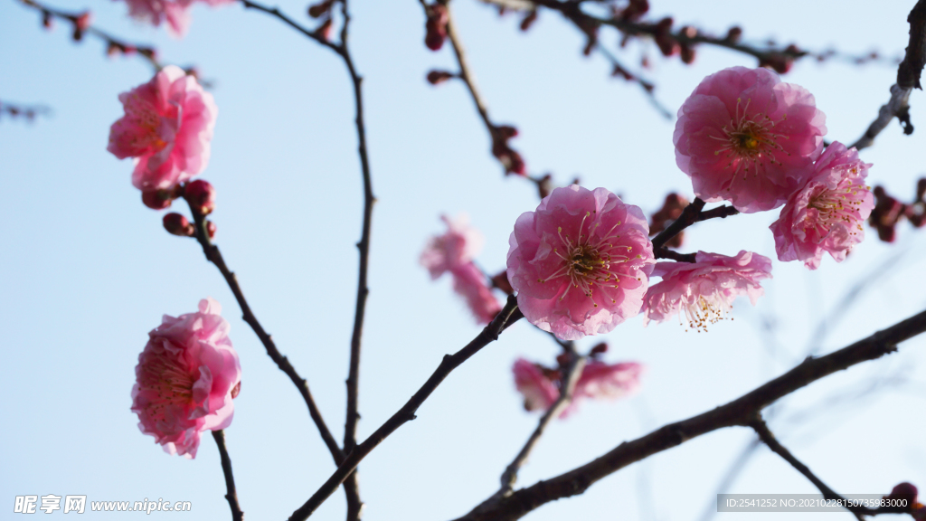 腊梅花