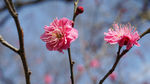 腊梅花