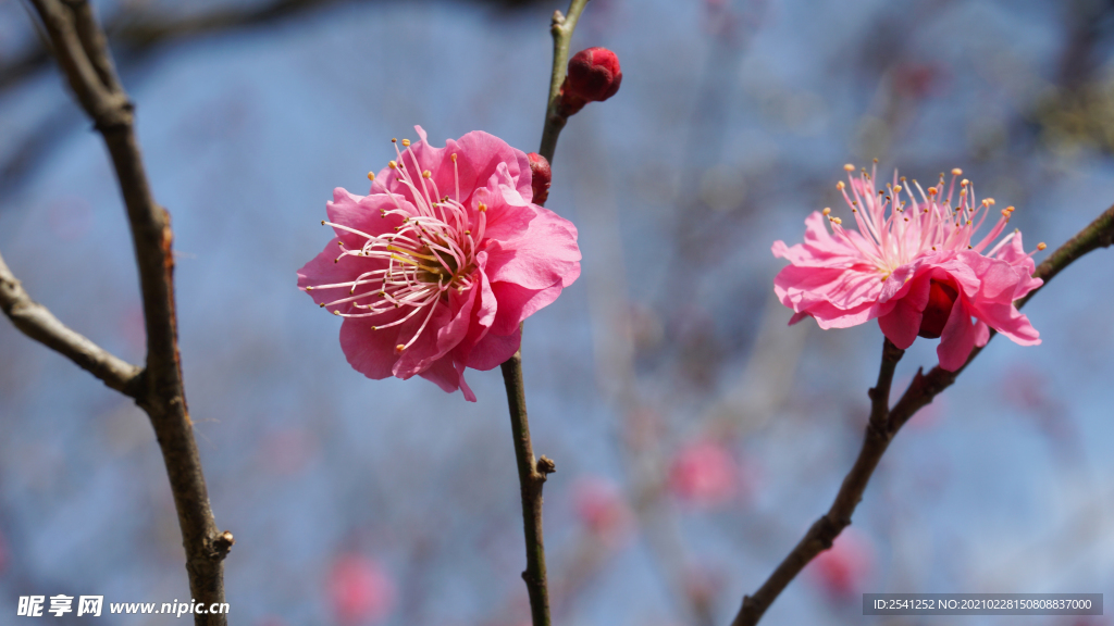 腊梅花