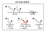 双杠支撑分解要领