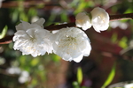 白桃花
