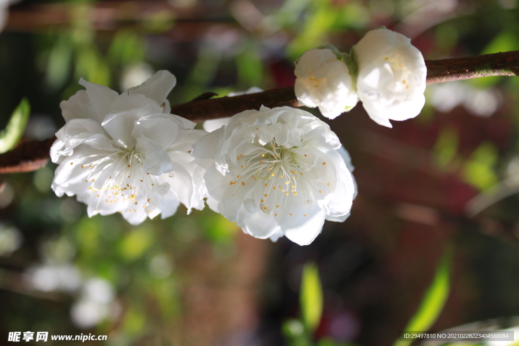 白桃花