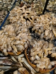 圣子