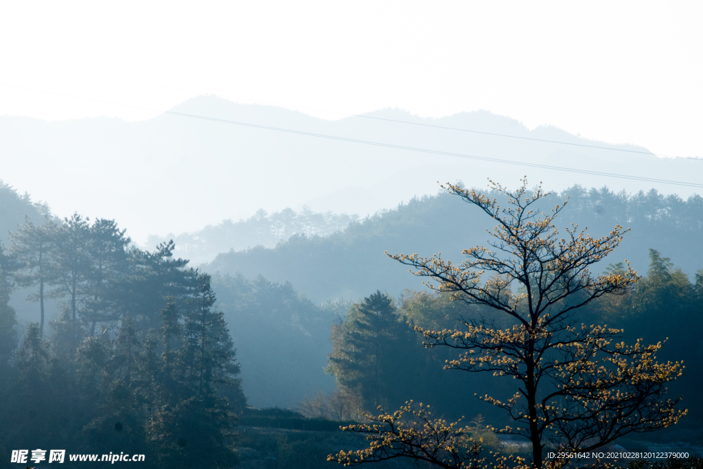 清晨日出山林雾景