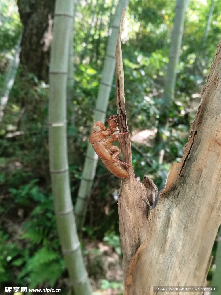 金蝉脱壳