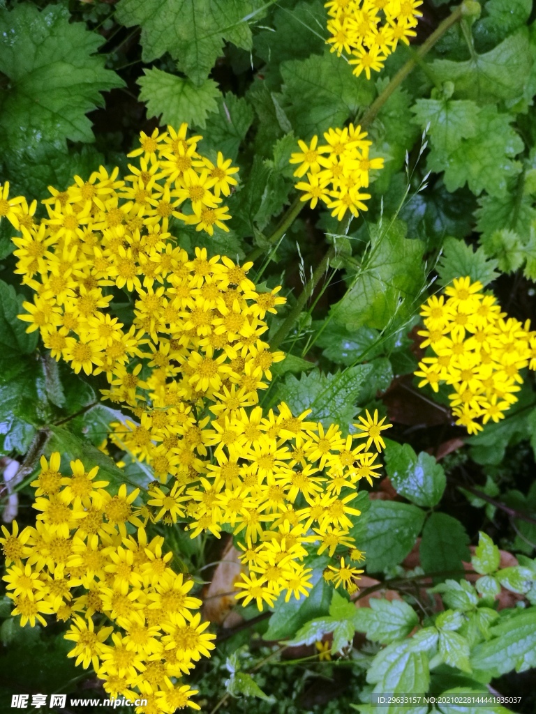 绿色 养眼 野菊