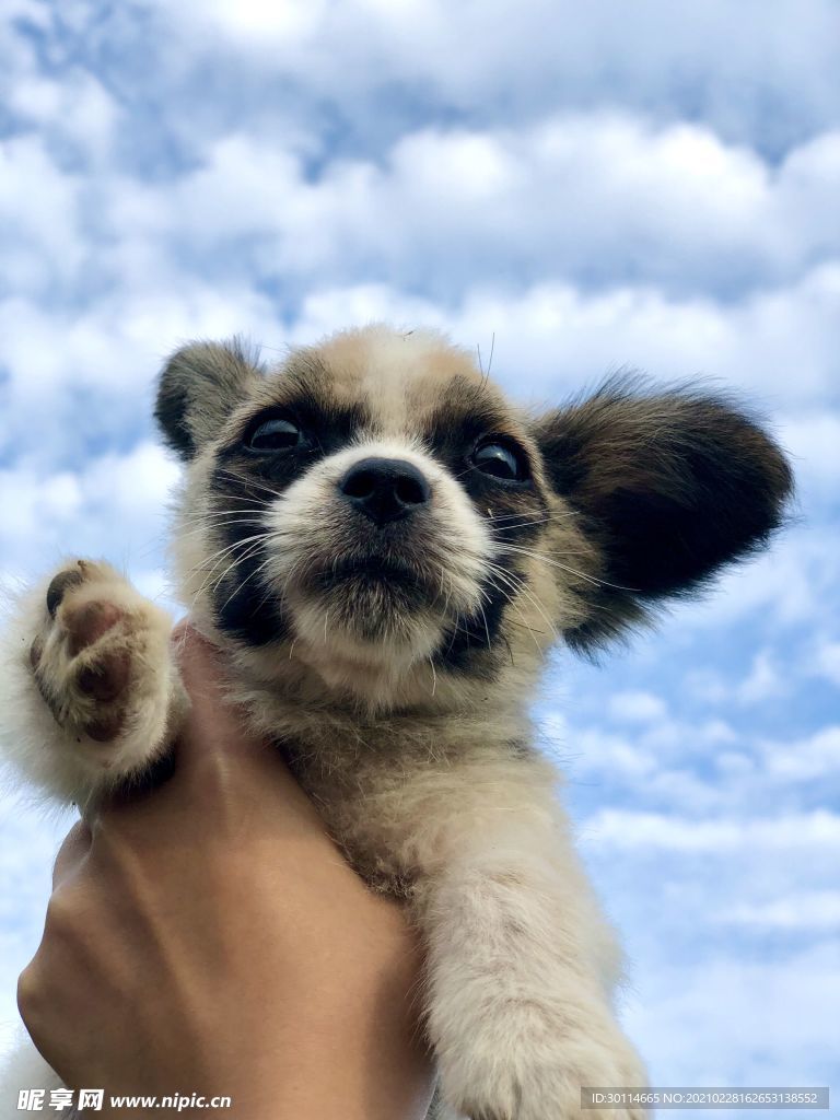小狗