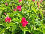 芦莉