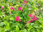 芦莉