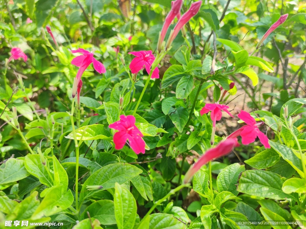 芦莉