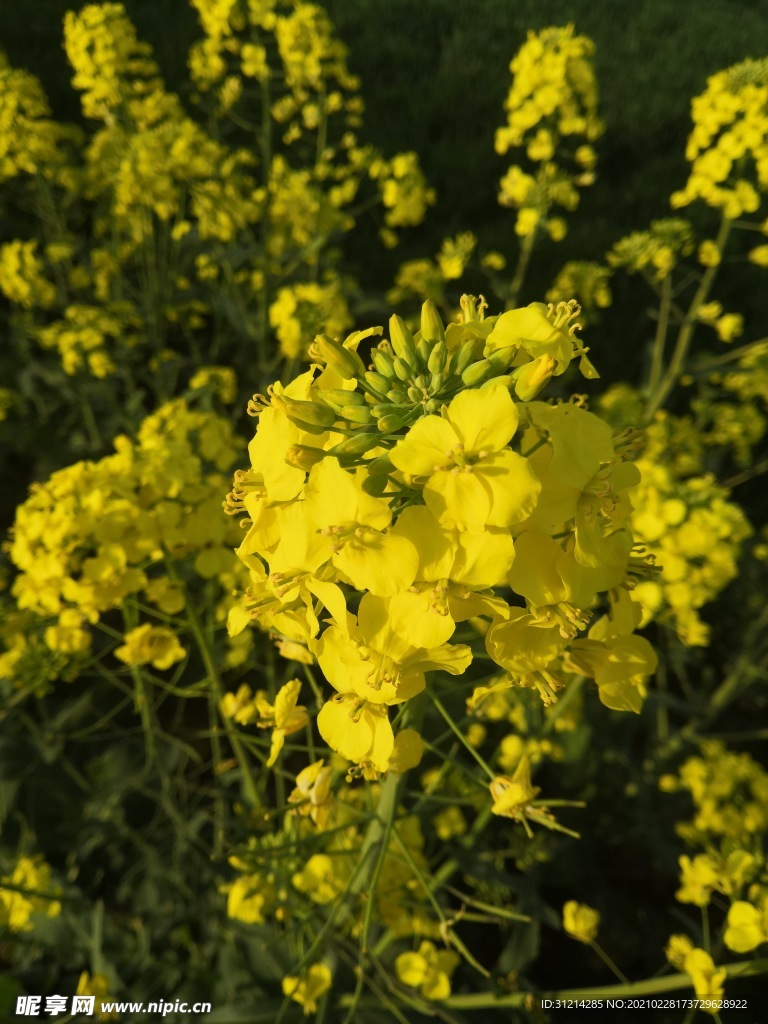 油菜花