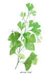植物树叶装饰画