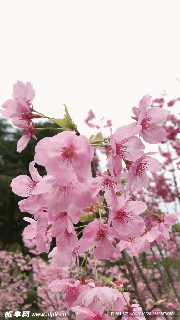 桃花