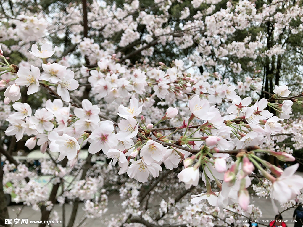 樱花