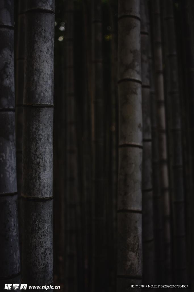 竹子