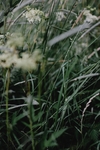花草
