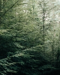 山林
