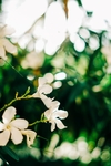 小白花