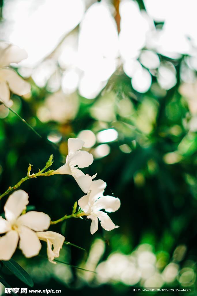 小白花