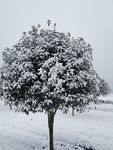 雪树