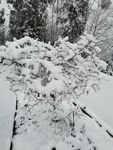 雪