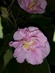 芙蓉花