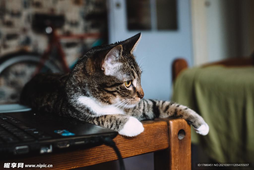 猫