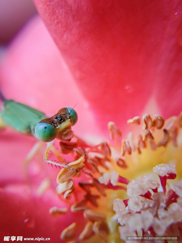 蜻蜓