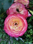 花毛茛