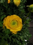 花毛茛