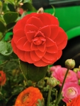 山茶花