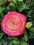 花毛茛