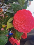 山茶花