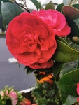 山茶花