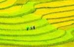 农田
