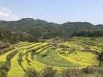 农田