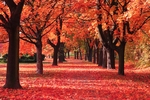 秋季红枫
