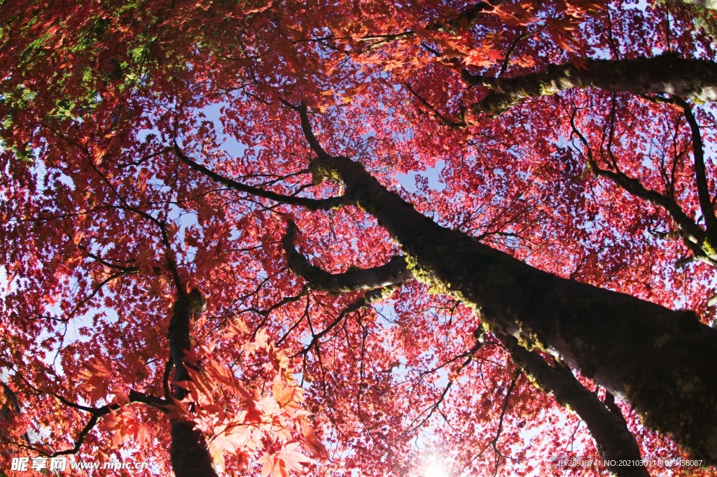 秋季红枫