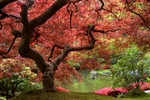 秋季红枫