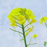 油菜花 花朵