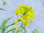 油菜花