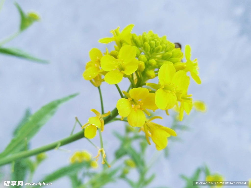 油菜花