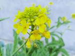 油菜花