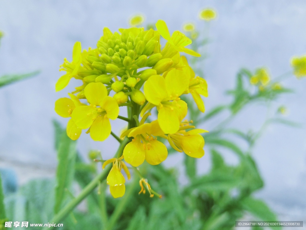 油菜花