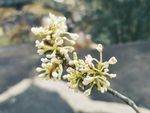 桂花