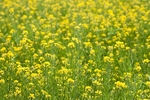 油菜花