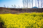 油菜花