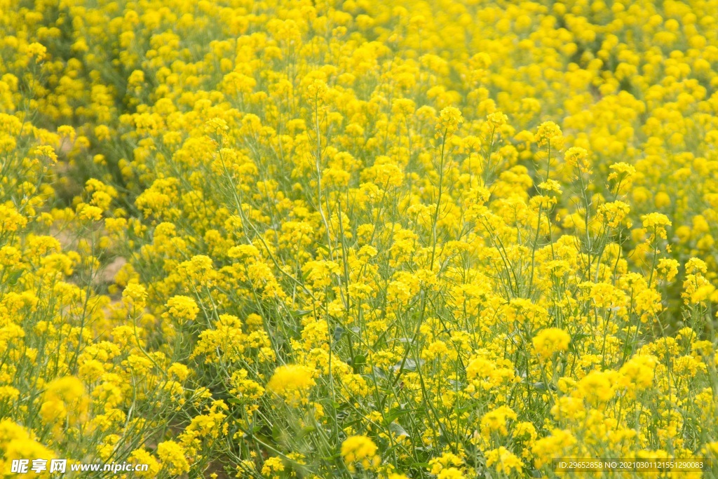 油菜花